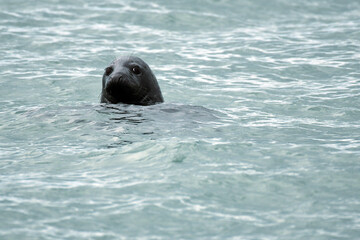 Obraz premium Seal swimming in the St. Laurent River
