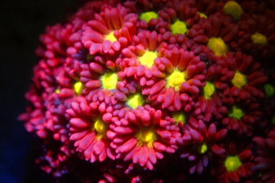 Goniopora - The Flower Pot LPS coral 