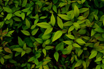 綺麗な緑の葉 Beautiful green leaves
