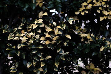 黄色い葉 Yellow leaves