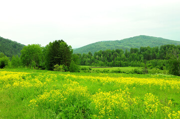 A small meadow with wild yellow flowers at the edge of the forest at the foot of a high mountain.