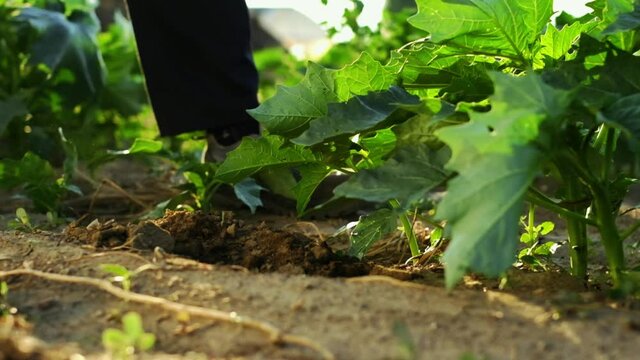 The man is hoeing the ground in the field. Slow motion. close-up. 4K.
natural sunlight.