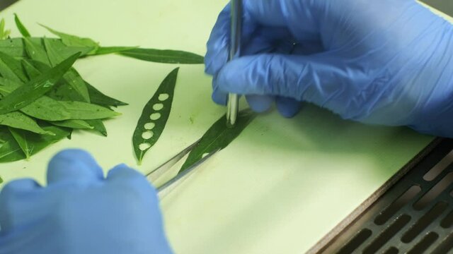 Cloning of the plants. plant tissue culture.
Cutting the plant part in to small pieces is one step of tissue culture technique process. 4K. slow otion.