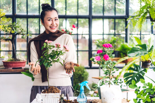 Portrait Of Happy Gardener Senior Adult Elderly Asian Woman  Looking At Young Plant Watering And Gardening With Potted Plants Taking Care Small Tree In Garden At Home.Retirement Concept