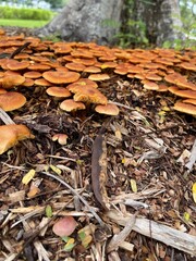 Mushroom at the urban park