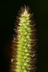 Yellow Foxtail Isolated