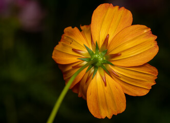 Yellow Cosmos Flower