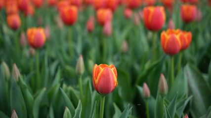 Red, Yellow and Orange Tulips