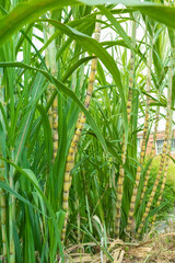 Fototapeta premium Yellow and green sugar cane field with Taiwan traditional house background