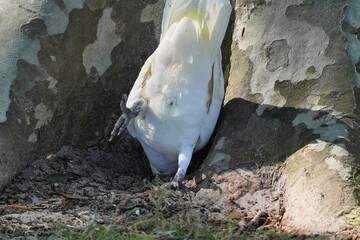 Back View of an upside down Cockatoo digging a Hole at the Bottom of a Tree