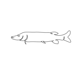 Pike, freshwater fish continuous line drawing. One line art of predatory fish, seafood.