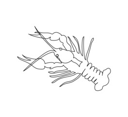 Crayfish, lobster, astacidea continuous line drawing. One line art of arthropods, marine animals.