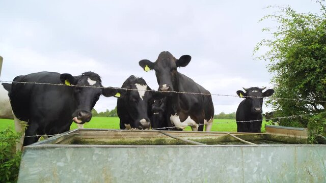 Group of cows drinking water from a trough in the green English countryside on a grey wet day. 4K