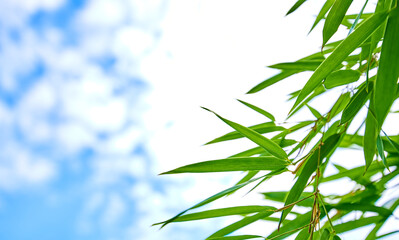 Background material for blue skies and bamboo leaves