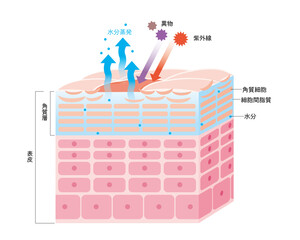 乾燥した肌の表皮　皮膚の構造　肌図　美容