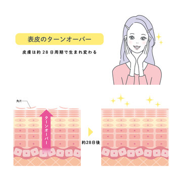 肌のターンオーバー　皮膚の構造と女性
