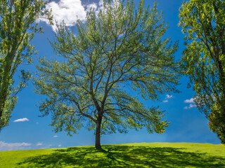 Birch Against Sky