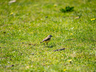 Flycatcher Looks Away