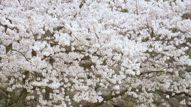 Slow Motion Of Sakura Flowers Sway As The Wind Blows In Kanazawa, Japan. Closeup