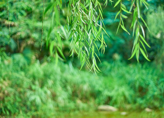 A vanified willow leaf background © kody_king