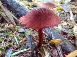 mushrooms in the forest
