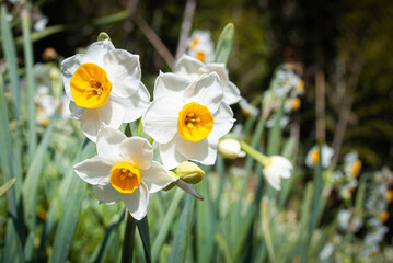daffodils in the garden