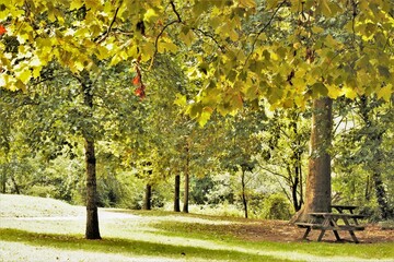 Naturaleza arboles verde y marr&oacute;n parque