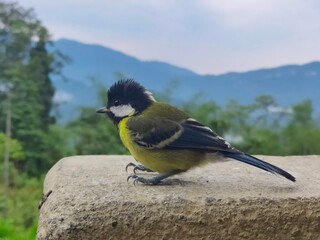great bird