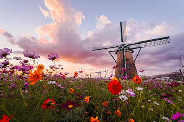 夕焼けのオランダ風車とコスモス