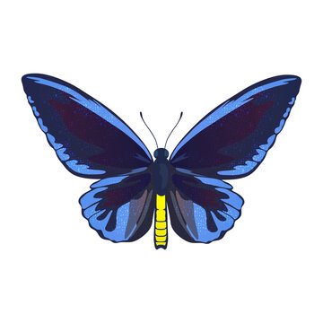 Colorful big tropical butterflie, birdwing, ornitoptera papilionidae isolated on white background.