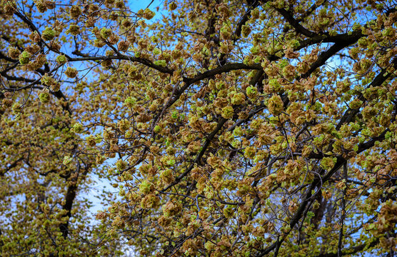 A Melbourne Elm tree in various stages of flowering, giving a soft natural background.