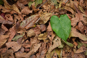 Pile of dry leaves for template or background.