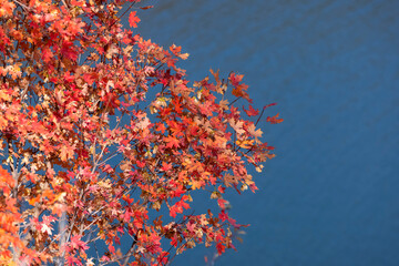 Colorful Maple leaves top down view in autumn time with blue lake water background