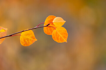 Obraz premium Close up shot of bright yellow Aspen leaves