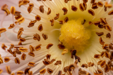 Fototapeta na wymiar Extreme close up shot of internal details of California rose flowers