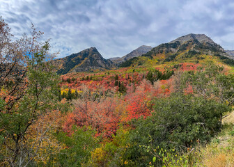 Obraz premium Colorful Fall foliage at Mt Timpanogos on a cloudy day from Alpine loop in Utah
