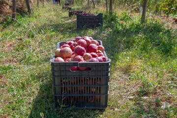 large groups of red apples collected in a crate on an orchard