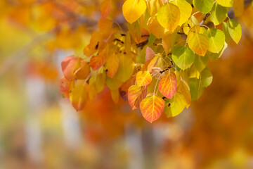 Close up shot of bright red golden and green Aspen leaves during autumn time with selective focus