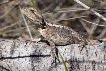 Gravid Jacky Lizard basking on log