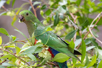 Female Australian King Parrot feeding on Hop Bush seeds