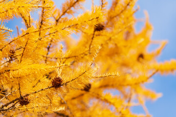 Prickly branches of Larch tree yellow color with growing brown cones. Bright autumn view of Larix decidua tree on sunny weather. Soft and selective focus on foreground.