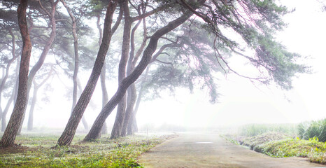 Obraz premium 안개낀소나무밭