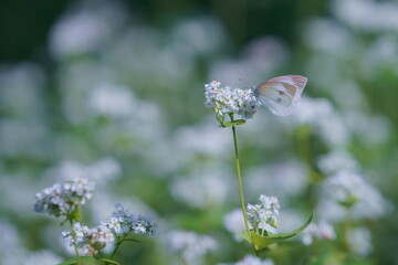 白い花が咲くソバ畑にチョウ