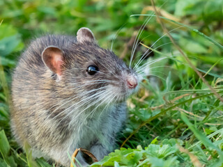 Naklejka na ściany i meble Common rat (Rattus norvegicus) with dark grey and brown fur in the green grass in the evening