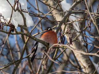 Male of Eurasian bullfinch (Pyrrhula pyrrhula) sitting on branches of a tree surrounded with snow...