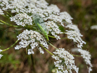 Macro shot of small, delicate insect Green lacewing (common lacewing) feeding on pollen and nectar on white flower. The wings are translucent with iridescence