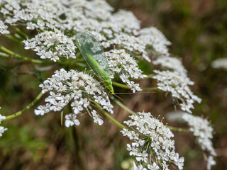 Macro shot of small, delicate insect Green lacewing (common lacewing) feeding on pollen and nectar...