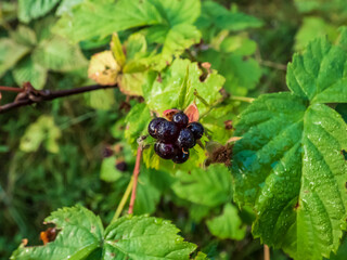Close up of dark fruit of wild blackberry growing in the forest among green leaves in sunlight