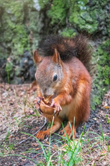 Squirrel in summer with nut on green grass under a big tree