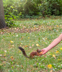 The boy feeds a squirrel with nuts from a hand in the wood